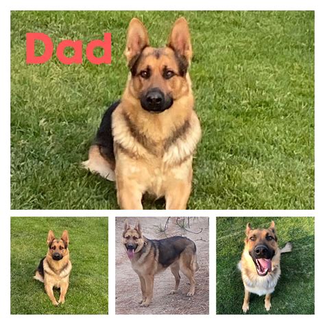 We rescue White <strong>German Shepherds</strong> of all sizes, ages and personalities. . German shepherd puppies colorado springs